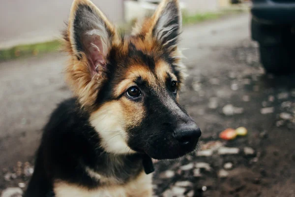 Entzückender Welpe Deutscher Schäferhund — Stockfoto