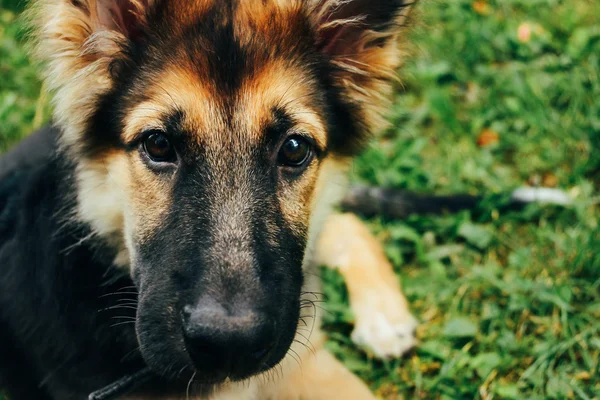 Adorable cachorro pastor alemán — Foto de Stock