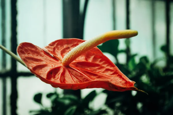 온실에서 빨간 큰 칼라 — 스톡 사진