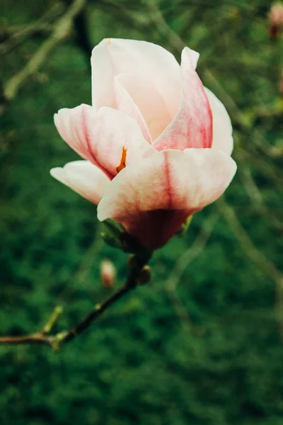 Krásné nové květy růžové magnólie — Stock fotografie