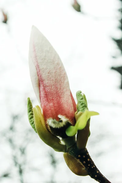 Mooie nieuwe bloemen roze magnolia — Stockfoto