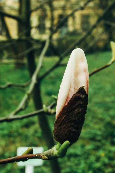 Mooie nieuwe bloemen roze magnolia — Stockfoto