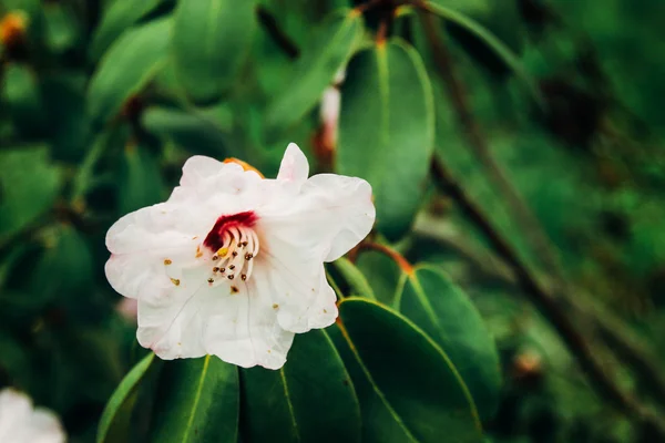 Bunga baru yang indah magnolia merah muda — Stok Foto