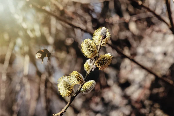 Güzel kabarık willow tomurcukları — Stok fotoğraf