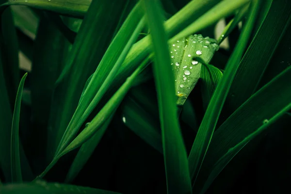 Gotas de orvalho matinal em folhas verdes — Fotografia de Stock