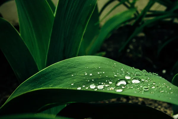 Gotas de orvalho matinal em folhas verdes — Fotografia de Stock