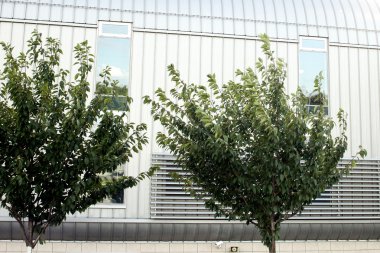 güzel yeşil ağaçlar