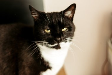 şirin komik siyah ve beyaz kedi 