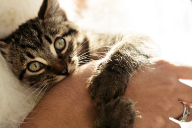 sevimli tatlı kedi yavrusu 