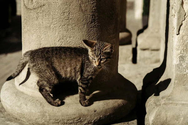 Lindo gato gris — Foto de Stock