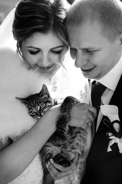 Nevěsta a ženich držící malé kotě — Stock fotografie
