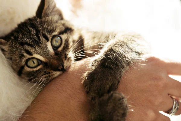 Adorable sweet kitten — Stock Photo, Image