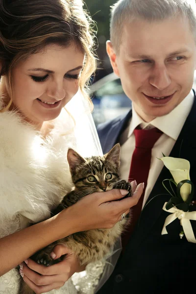 Невеста и жених держат котенка — стоковое фото