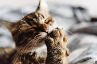 Güzel şirin kedi