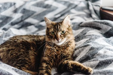 Güzel şirin kedi