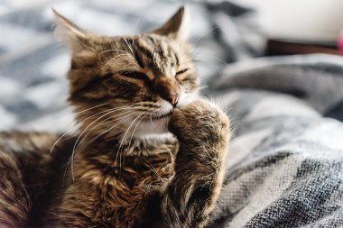 Güzel şirin kedi