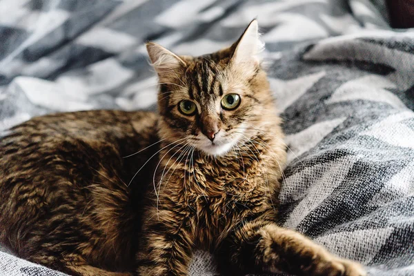 Bonito gato bonito — Fotografia de Stock