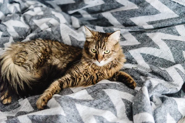 아름 다운 귀여운 고양이 — 스톡 사진