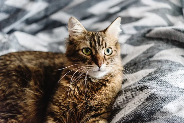 Красиві милий кіт — стокове фото
