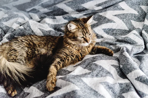 Bonito gato bonito — Fotografia de Stock