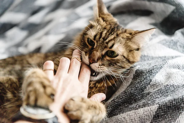 Schöne süße Katze — Stockfoto