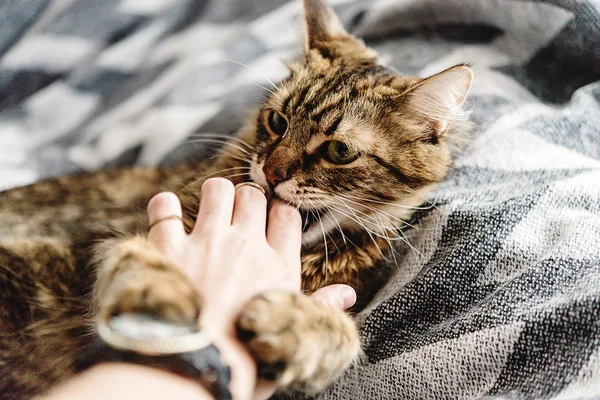 Vacker söt katt — Stockfoto