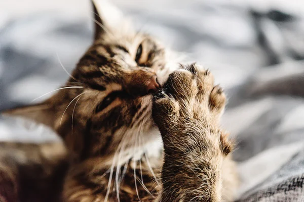 Schöne süße Katze — Stockfoto