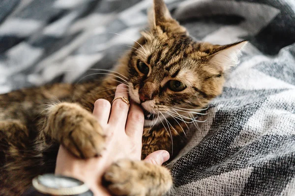 Hermoso lindo gato — Foto de Stock