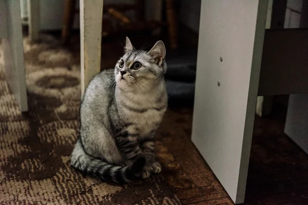 Krásná šedá kočka domácí — Stock fotografie