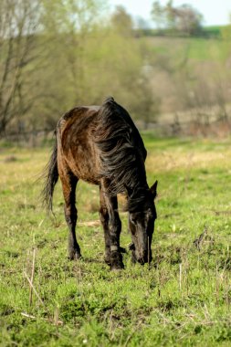 güzel lüks siyah at