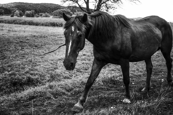 Bella passeggiata a cavallo e pascolo — Foto Stock