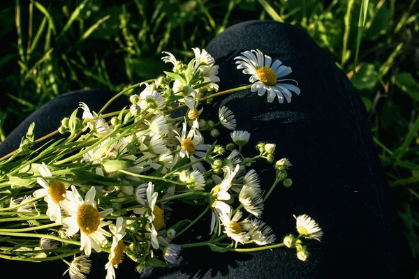 Beautiful flower plants in grassland — Stock Photo, Image