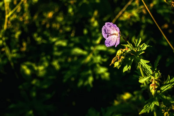 Bunga indah tanaman di padang rumput — Stok Foto