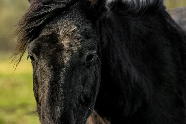 Bellissimo cavallo nero di lusso — Foto Stock