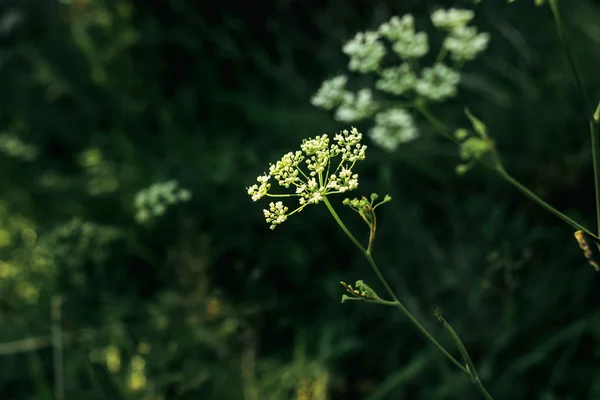 Belle piante di fiori in prateria — Foto Stock