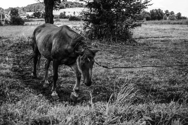 아름 다운 말과 방목 — 스톡 사진