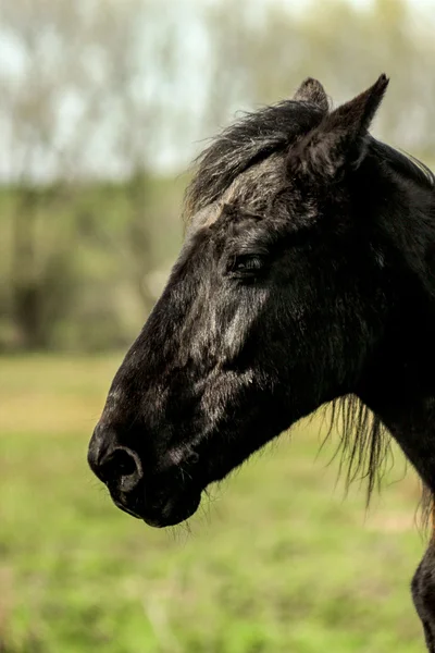 Bellissimo cavallo nero di lusso — Foto Stock