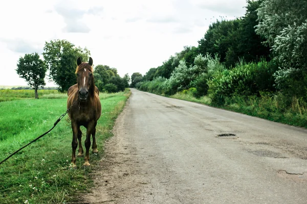 Bellissimo cavallo marrone — Foto Stock