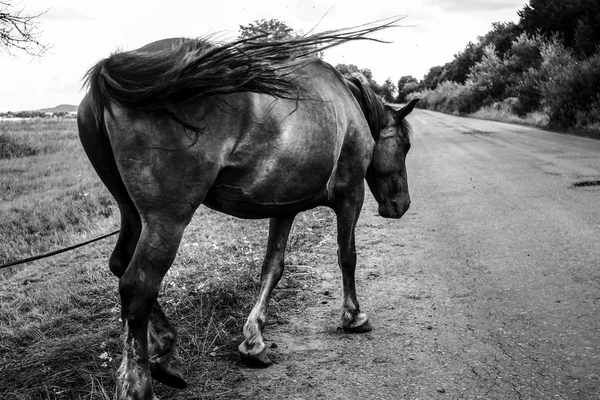 Bella passeggiata a cavallo e pascolo — Foto Stock