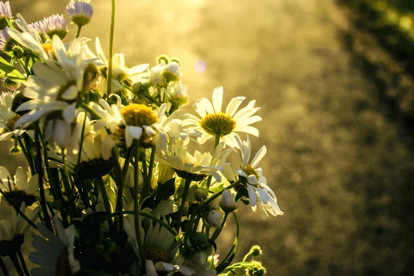 草原の美しい花の苗 — ストック写真