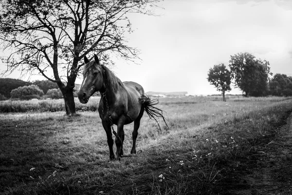 Bella passeggiata a cavallo e pascolo — Foto Stock