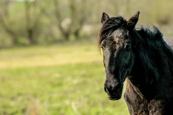 Bellissimo cavallo nero di lusso — Foto Stock
