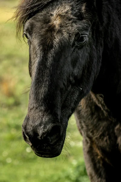Beautiful luxury black horse — Stock Photo, Image