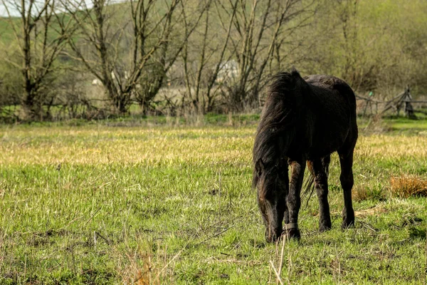 Bellissimo cavallo nero di lusso — Foto Stock
