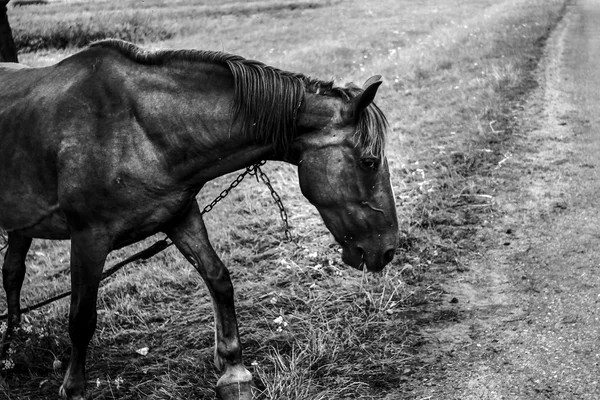 Bella passeggiata a cavallo e pascolo — Foto Stock