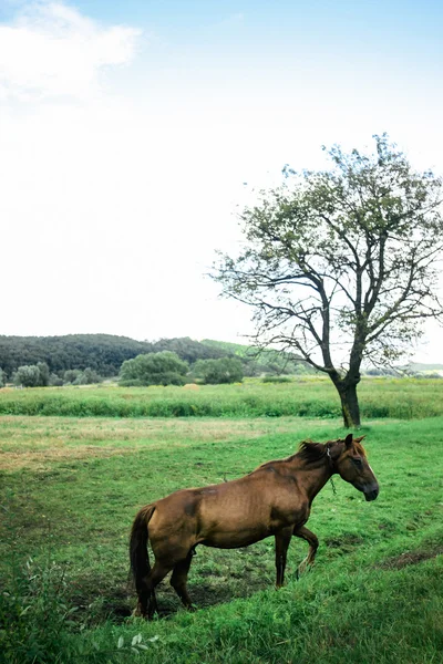 Bellissimo cavallo marrone — Foto Stock