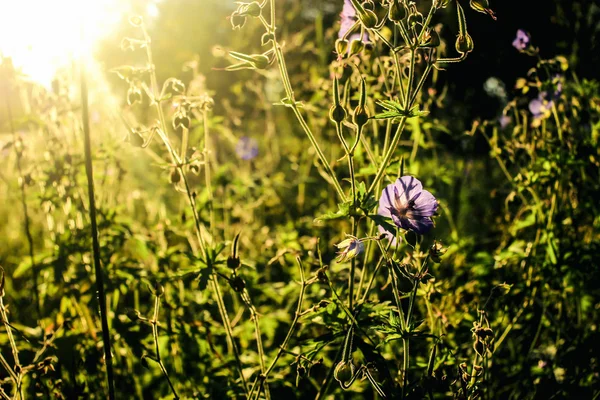 Hermosas plantas de flores en pastizales —  Fotos de Stock