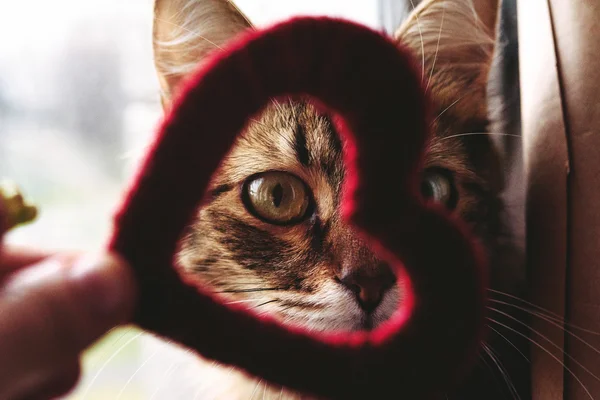 Cute little home cat — Stock Photo, Image