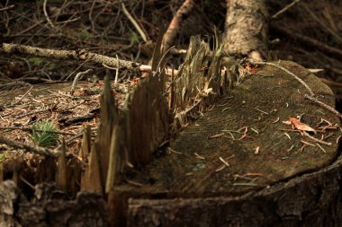 güzel güneşli orman 