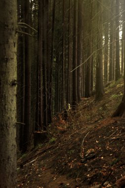 güzel güneşli orman 